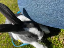 Lost Male Rabbit last seen Parkton rd , Hope Mills, NC 28348