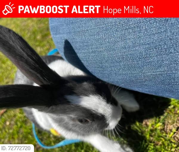 Lost Male Rabbit last seen Parkton rd , Hope Mills, NC 28348