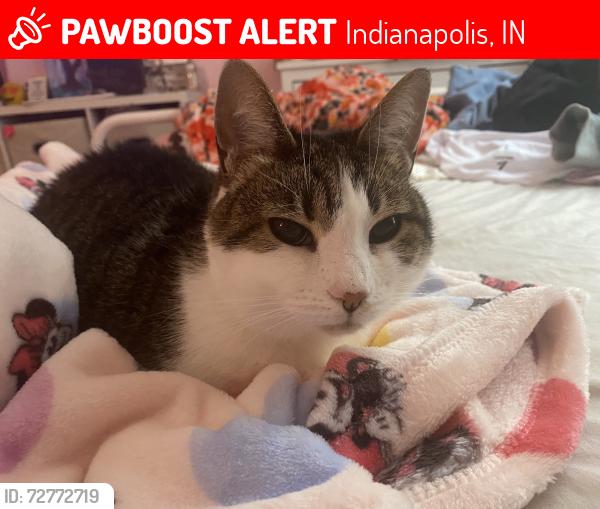 Lost Female Cat last seen Wood cote and oldham, Indianapolis, IN 46221