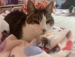 Lost Female Cat last seen Wood cote and oldham, Indianapolis, IN 46221