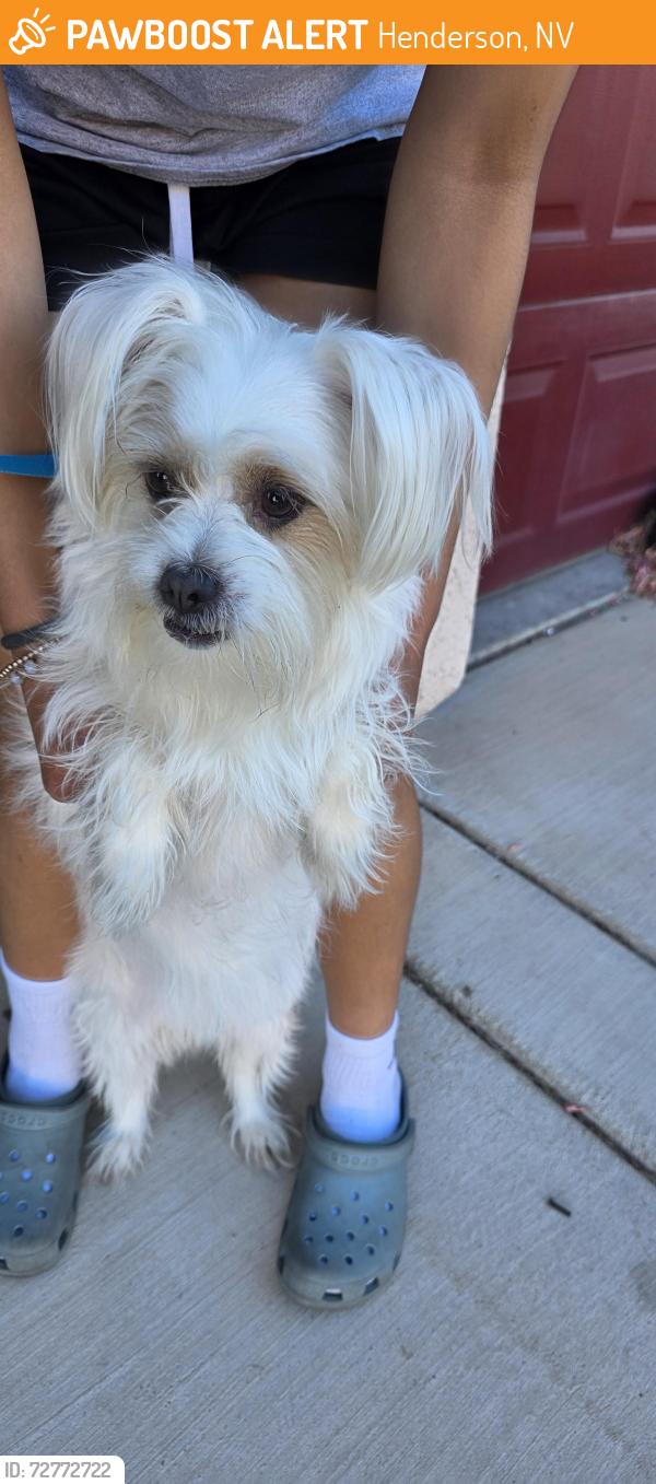 Found/Stray Female Dog last seen Malcolm St, Henderson, NV 89015