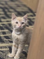 Lost Male Cat last seen Casino, Carter Lake, IA 51510