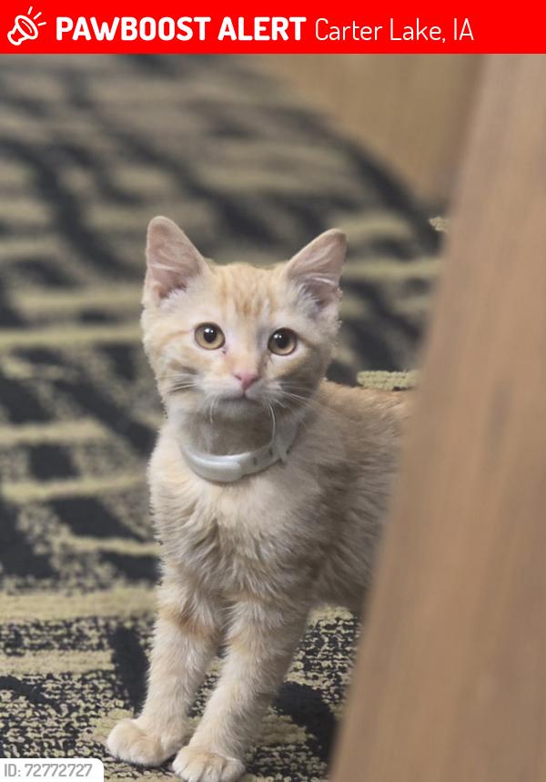 Lost Male Cat last seen Casino, Carter Lake, IA 51510
