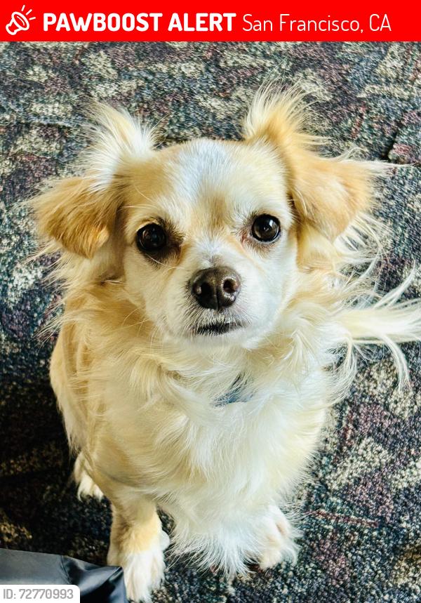 Lost Male Dog last seen San Francisco ca, San Francisco, CA 94103
