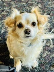 Lost Male Dog last seen San Francisco ca, San Francisco, CA 94103