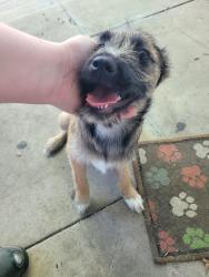 Found/Stray Unknown Dog last seen Cherry and Anaheim, Long Beach, CA 90804