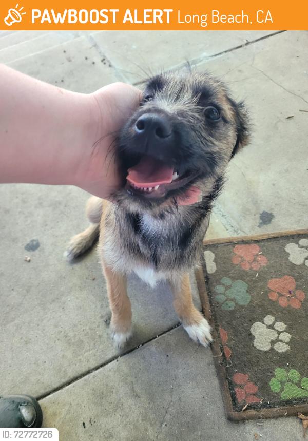 Found/Stray Unknown Dog last seen Cherry and Anaheim, Long Beach, CA 90804