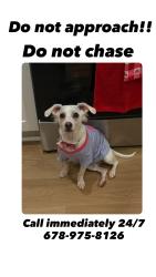 Lost Female Dog last seen Kaiser hosp, San Diego, CA 92154