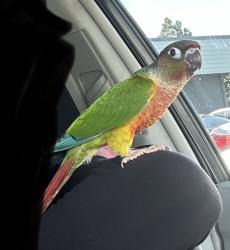 Lost Female Bird last seen Greenwood cndmnium, sierra dr & walker ave. , Walnut Creek, CA 94596