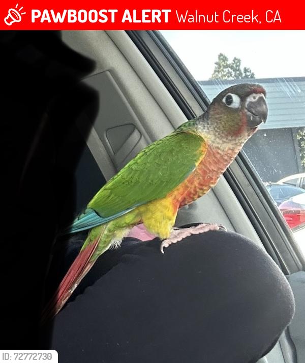 Lost Female Bird last seen Greenwood cndmnium, sierra dr & walker ave. , Walnut Creek, CA 94596