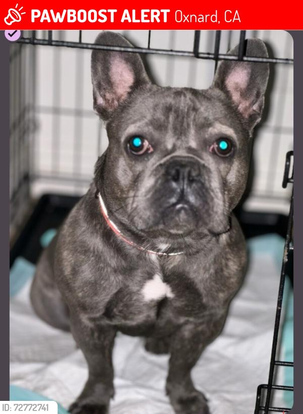 Lost Female Dog last seen Spruce, Oxnard, CA 93033