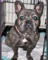 Lost Female Dog last seen Spruce, Oxnard, CA 93033