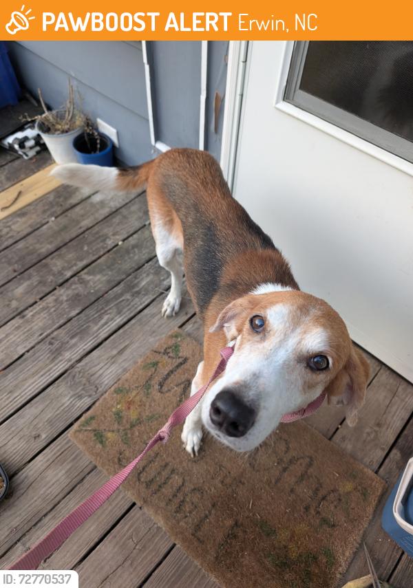Found/Stray Male Dog last seen W j street erwin, Erwin, NC 28339