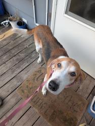 Found/Stray Male Dog last seen W j street erwin, Erwin, NC 28339