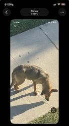 Found/Stray Female Dog last seen 30th st, Los Angeles, CA 90016