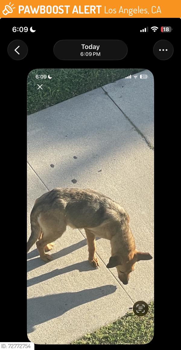 Found/Stray Female Dog last seen 30th st, Los Angeles, CA 90016