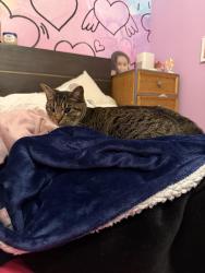 Lost Male Cat last seen Fordham , The Bronx, NY 10468