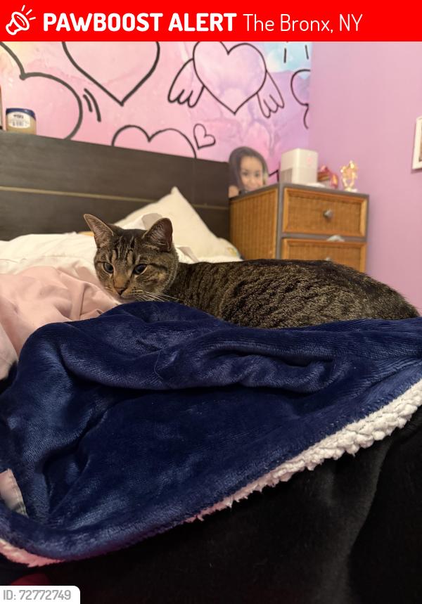 Lost Male Cat last seen Fordham , The Bronx, NY 10468