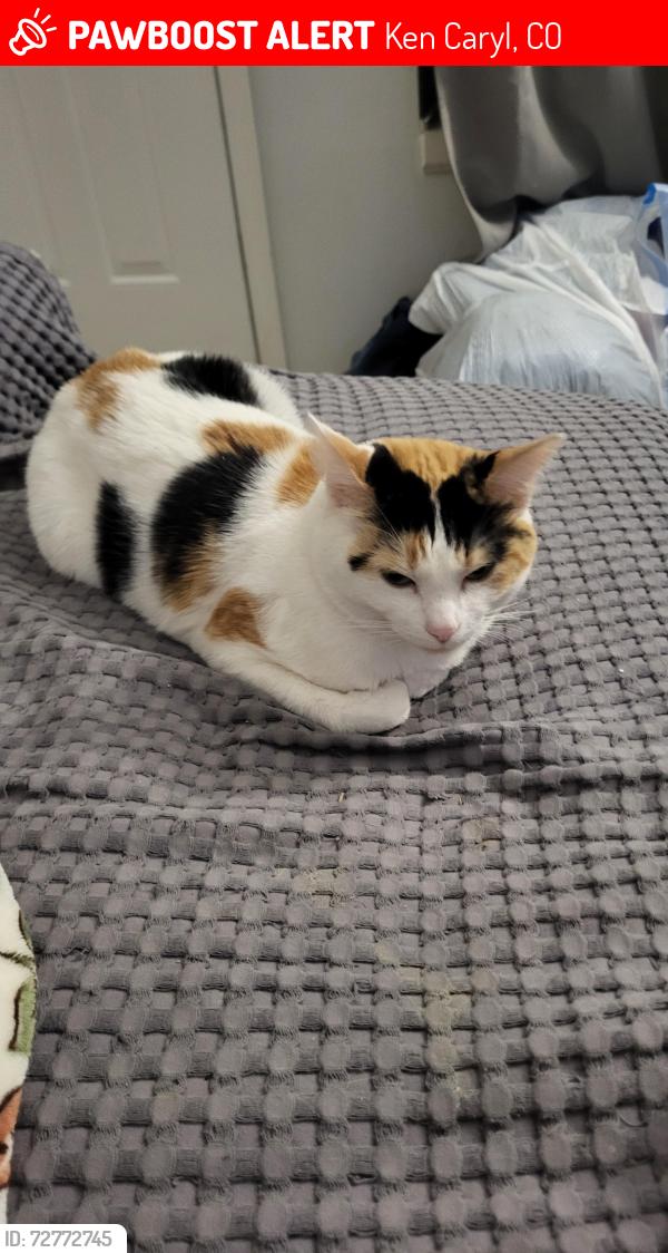 Lost Female Cat last seen Iris x chatfield ave, Ken Caryl, CO 80128