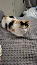 Lost Female Cat last seen Iris x chatfield ave, Ken Caryl, CO 80128