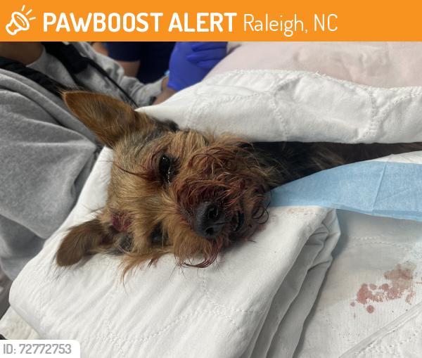 Found/Stray Male Dog last seen East lane street, Raleigh, NC 27601