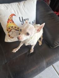 Found/Stray Male Dog last seen Kelso Dunes, Henderson, NV 89014