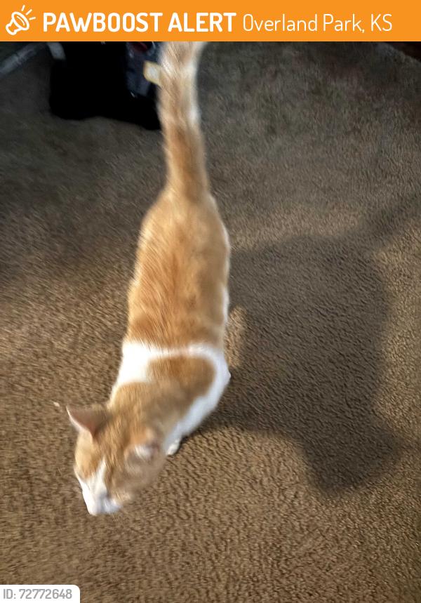 Found/Stray Male Cat last seen Preston Court apmts, Overland Park, KS 66204