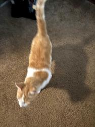 Found/Stray Male Cat last seen Preston Court apmts, Overland Park, KS 66204