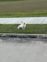 Found/Stray Male Dog last seen Redstone view dr, Humble, TX 77347