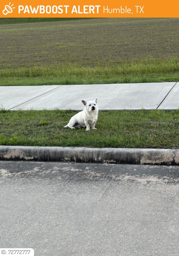 Found/Stray Male Dog last seen Redstone view dr, Humble, TX 77347