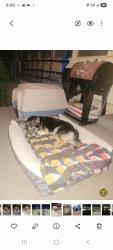 Lost Female Dog last seen Heb, Granbury, TX 76049