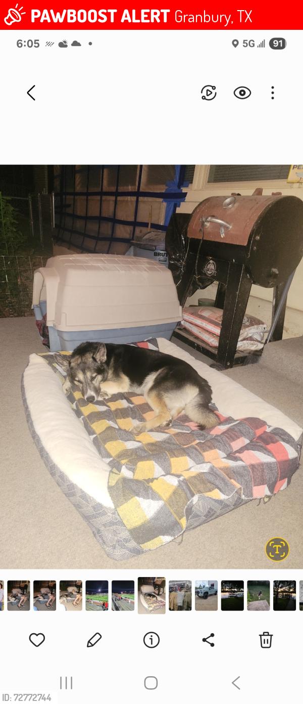 Lost Female Dog last seen Heb, Granbury, TX 76049