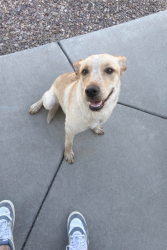 Found/Stray Female Dog last seen Pecos and Val vista at the Spectrum s , Gilbert, AZ 85295
