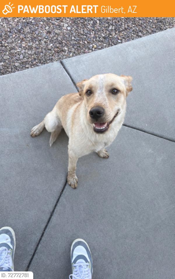 Found/Stray Female Dog last seen Pecos and Val vista at the Spectrum s , Gilbert, AZ 85295