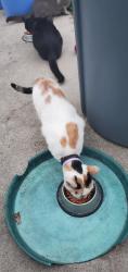 Found/Stray Unknown Cat last seen 12th Ave N and Martin Luther King Jr, Texas City, TX 77590