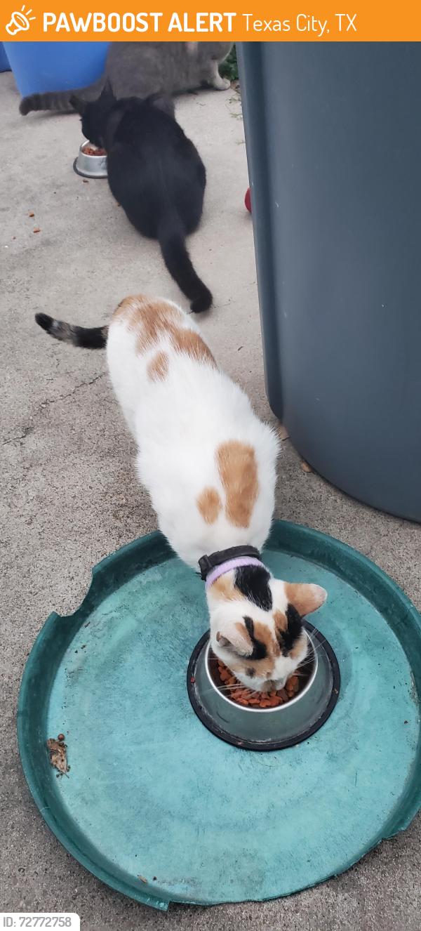Found/Stray Unknown Cat last seen 12th Ave N and Martin Luther King Jr, Texas City, TX 77590