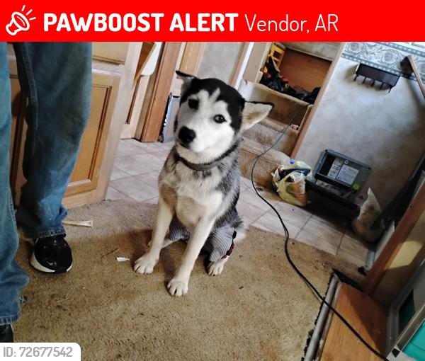 Lost Female Dog last seen NC 6340 vendor ar near twin bridges in vendor , Vendor, AR 72683