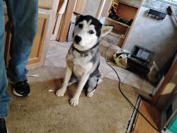 Lost Female Dog last seen NC 6340 vendor ar near twin bridges in vendor , Vendor, AR 72683