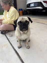 Found/Stray Male Dog last seen westfall elementary , Choctaw, OK 73020