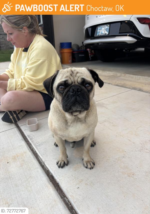 Found/Stray Male Dog last seen westfall elementary , Choctaw, OK 73020