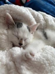 Lost Female Cat last seen sherman/ barnsdale , Hamilton, ON L8L 2H1