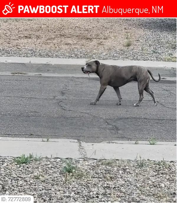 Lost Female Dog last seen Chelwood Vista Neighborhood , Albuquerque, NM 87123