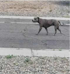 Lost Female Dog last seen Chelwood Vista Neighborhood , Albuquerque, NM 87123