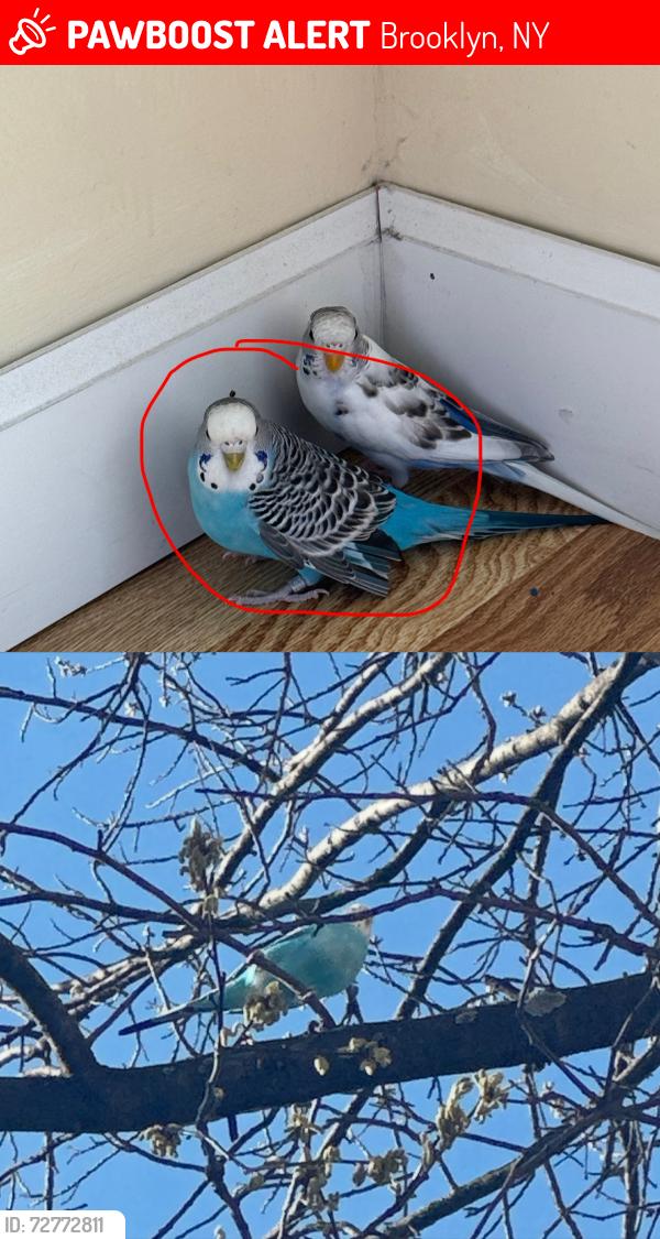 Lost Female Bird last seen Near Bay Pkwy , Brooklyn, NY 11214