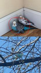 Lost Female Bird last seen Near Bay Pkwy , Brooklyn, NY 11214