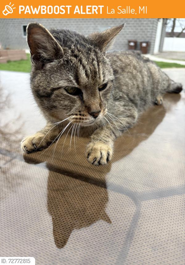 Found/Stray Unknown Cat last seen La Salle twp Hall , MI, La Salle, MI 48145