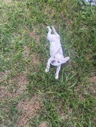 Lost Male Dog last seen Gessner RD , Houston, TX 77041