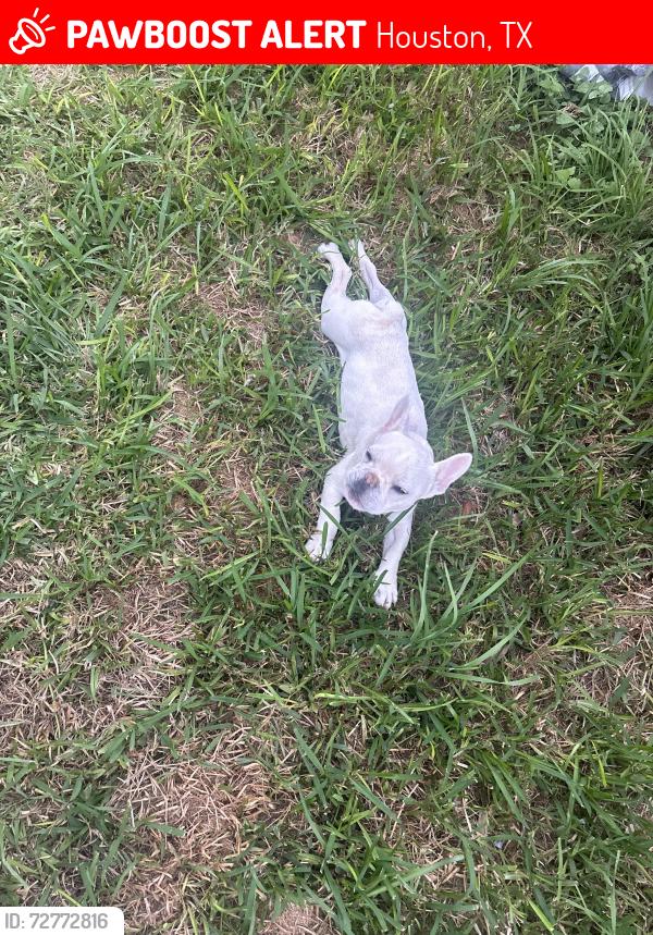 Lost Male Dog last seen Gessner RD , Houston, TX 77041