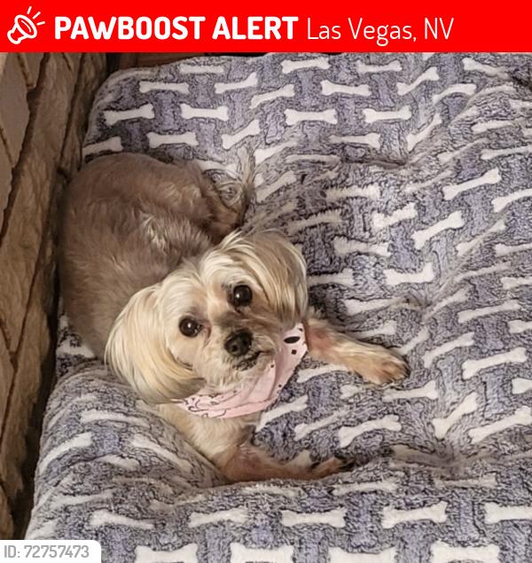 Lost Female Dog last seen Near Manhattan Dr. , Las Vegas, NV 89106