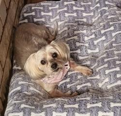 Lost Female Dog last seen Near Manhattan Dr. , Las Vegas, NV 89106